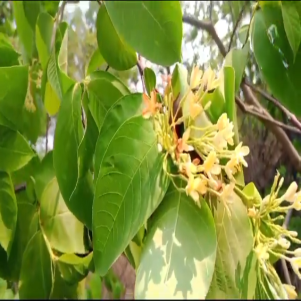 Kudava