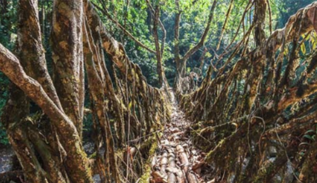 The Living Root Bridges The Living Root Bridges