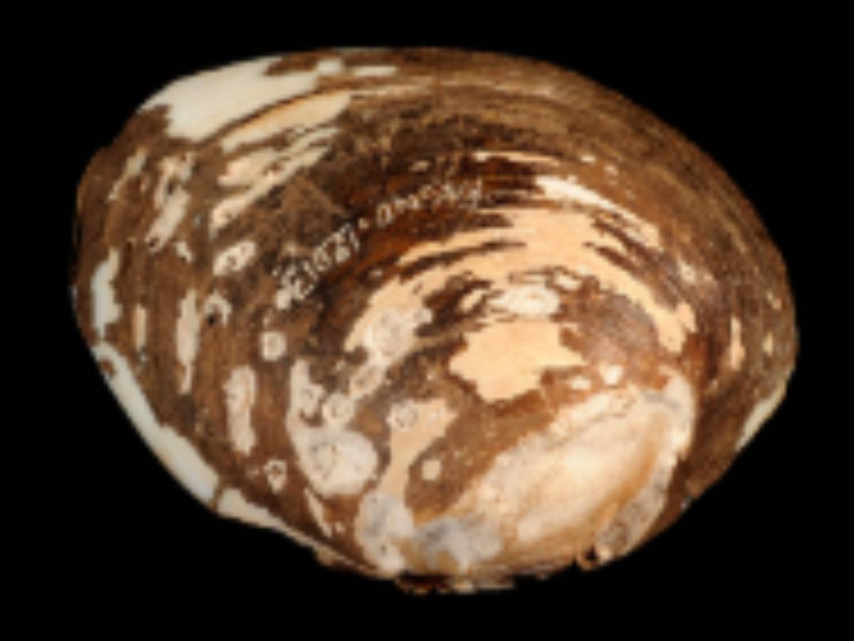 Cyrena Shell for Breaking Glass Cyrena Shell for Breaking Glass