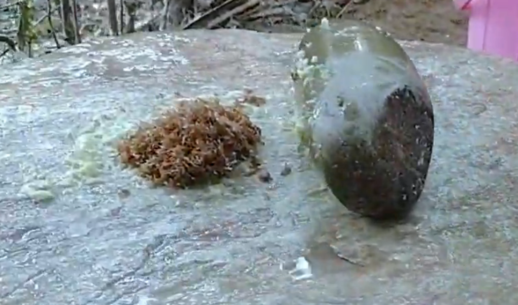 Pickle of Red Ant (Kurkuter chatni) Pickle of Red Ant (Kurkuter chatni)