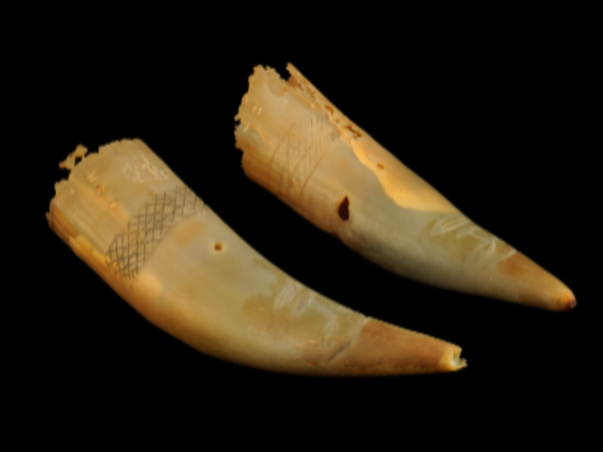 Horn Mugs – Konyak Naga Tribe Horn Mugs – Konyak Naga Tribe