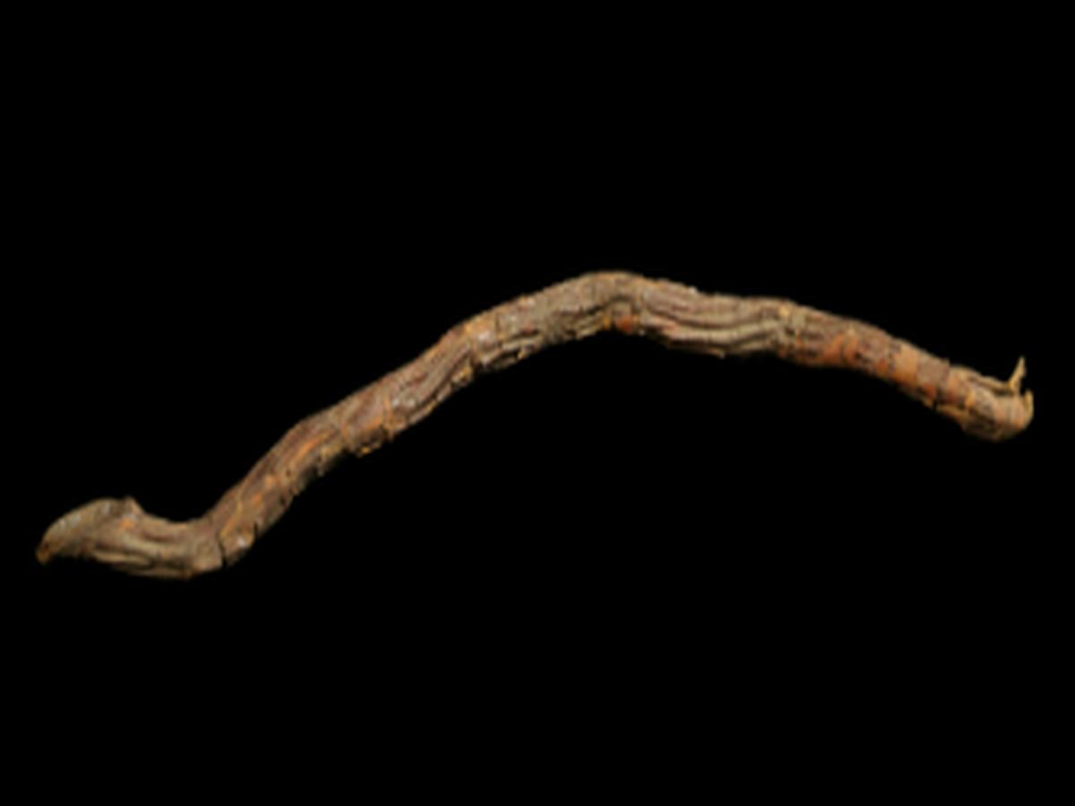 Fish Poisoning Root Fish Poisoning Root