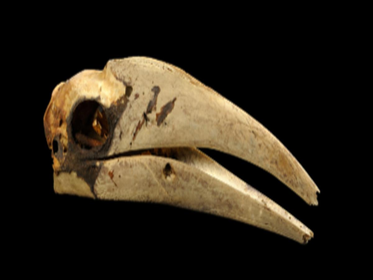 Hornbill Headgear of Abor Tribe Hornbill Headgear of Abor Tribe