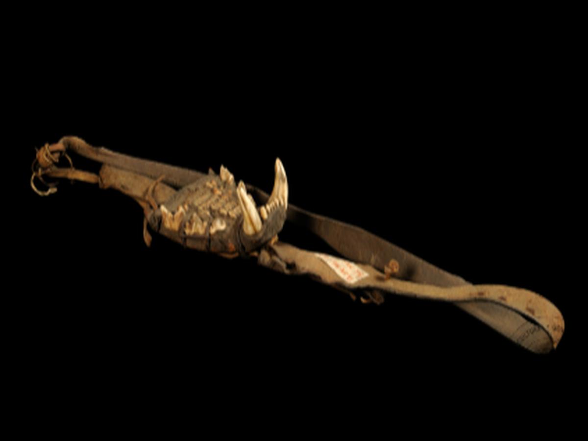 Leather Belt with Animal Tusks Leather Belt with Animal Tusks