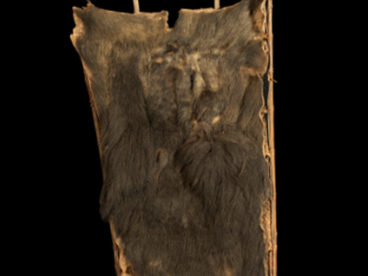 Bamboo shield With animal hair of Naga Tribe Bamboo shield With animal hair of Naga Tribe