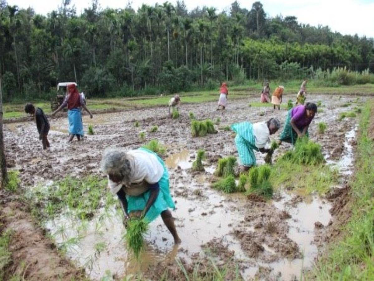Paniyan tribe livelihood
