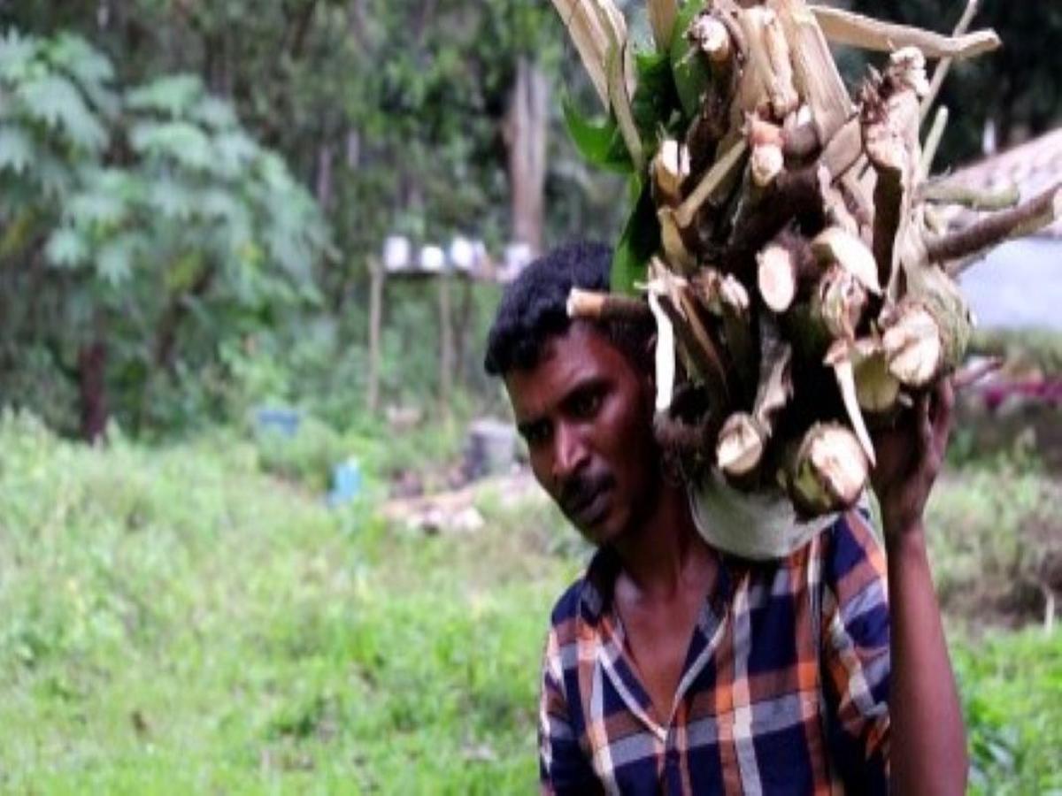 Livelihood of kurumba tribes