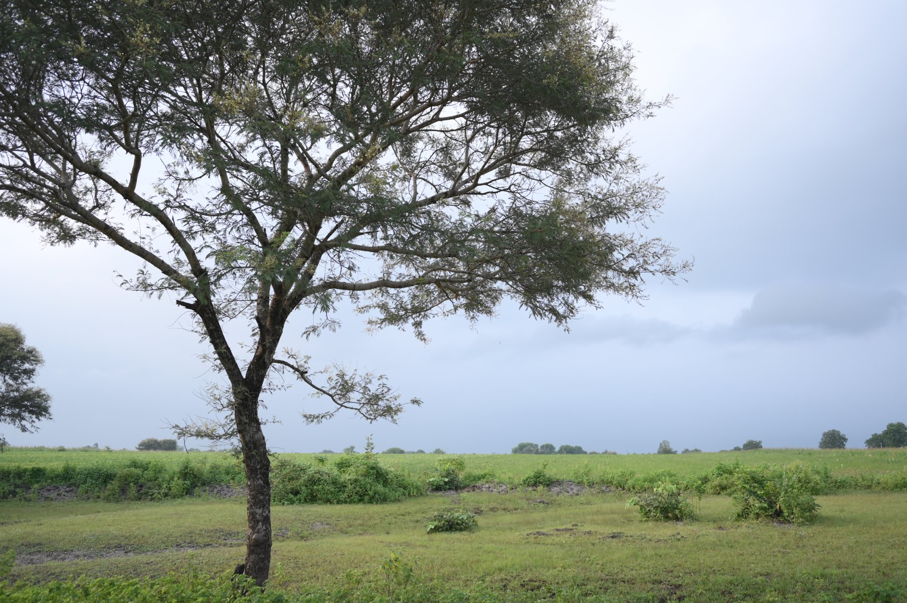 Satpura