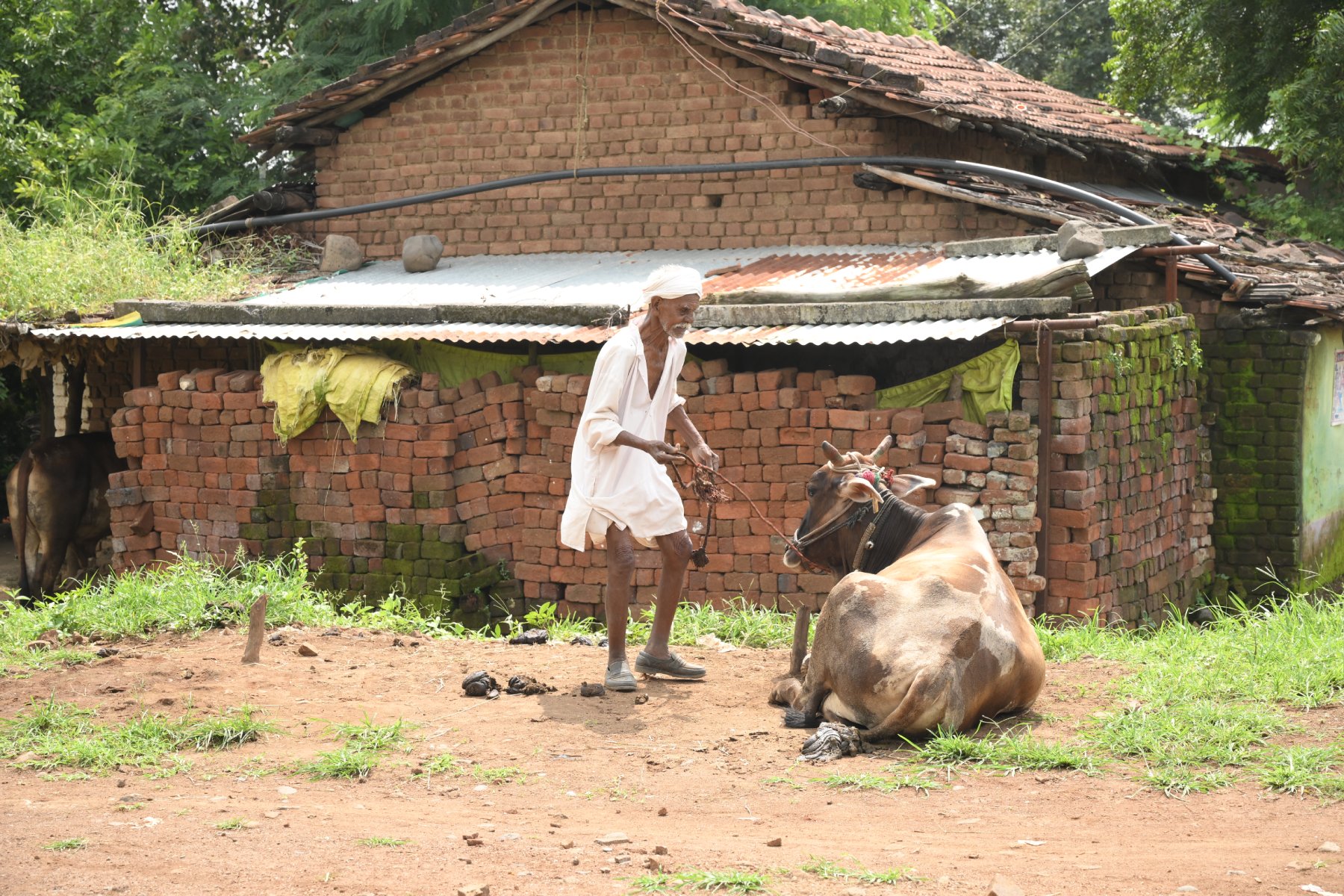 Livestock