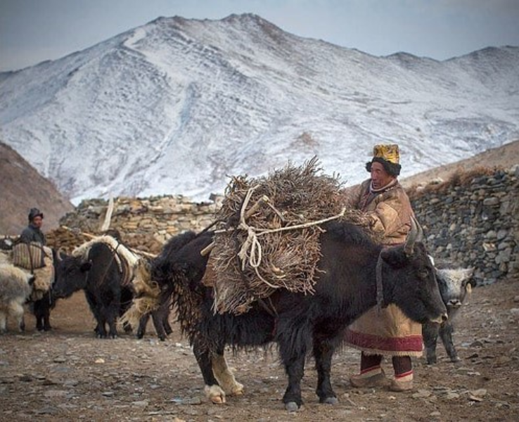 Livestock Livestock