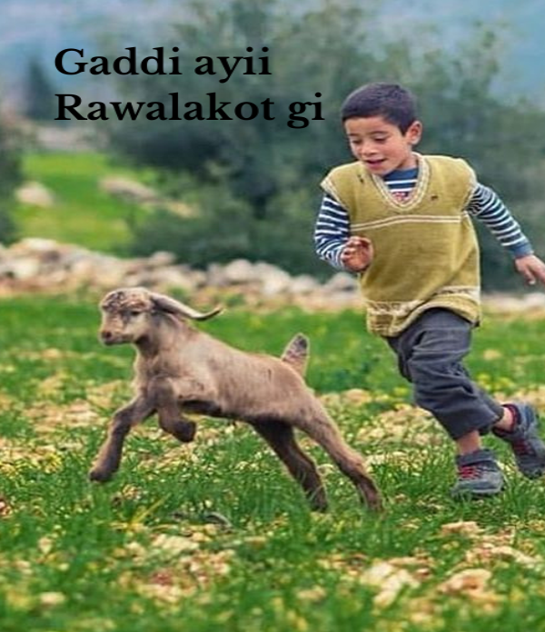 Gaddi Gaddi