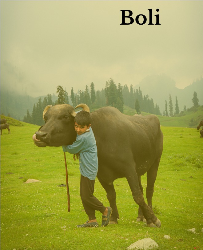 Gujjar Kid with Buffalo Gujjar Kid with Buffalo