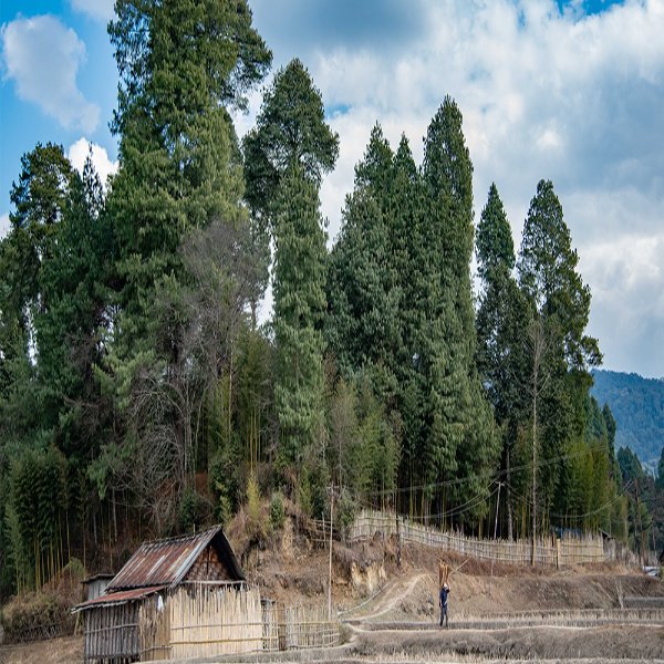 Forestry Forestry