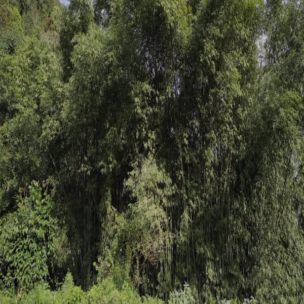 Forest Forest