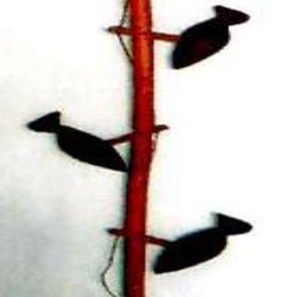 Hornbill