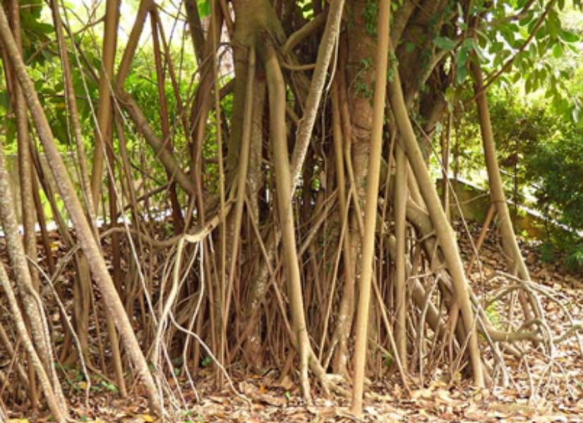 Aerial roots of Ficus Elastica Aerial roots of Ficus Elastica