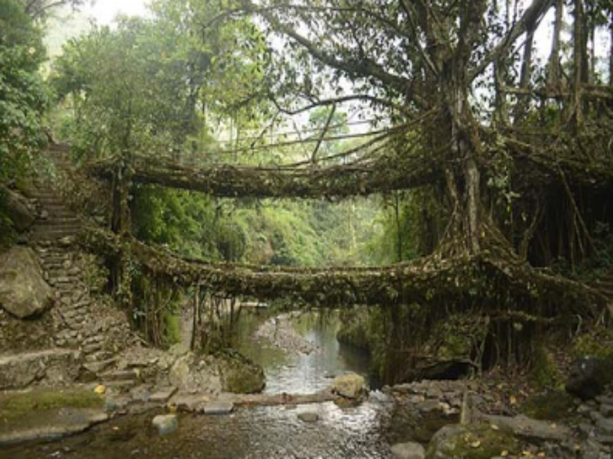 The double-decker Living Root Bridges, Nongriat Village The double-decker Living Root Bridges, Nongriat Village